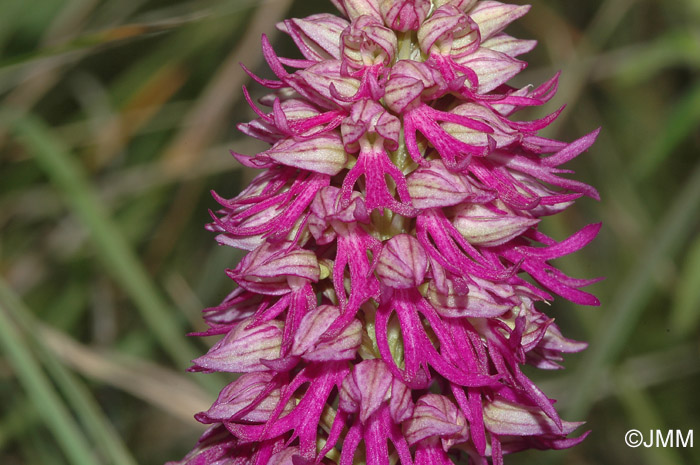 Orchis anthropophora x Orchis italica