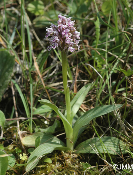 Orchis conica