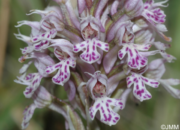 Orchis conica