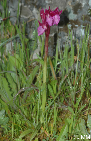 Orchis papilionacea var. grandiflora