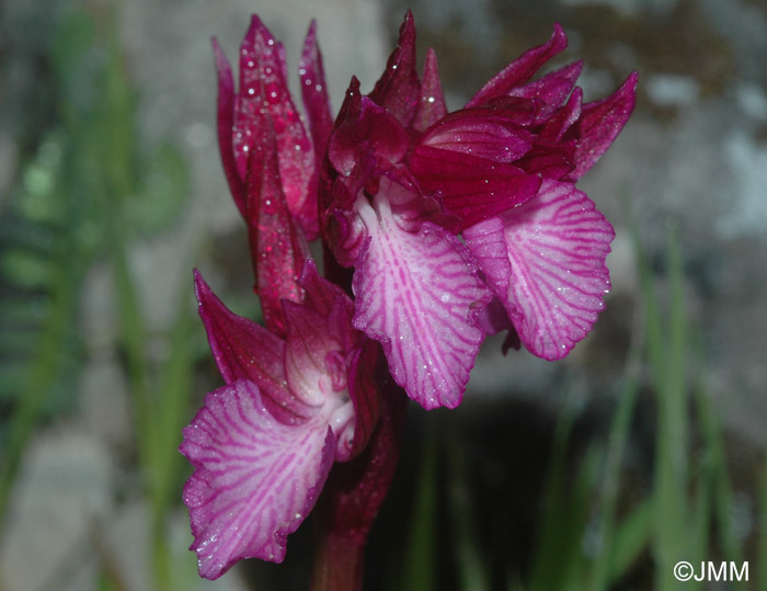 Orchis papilionacea var. grandiflora