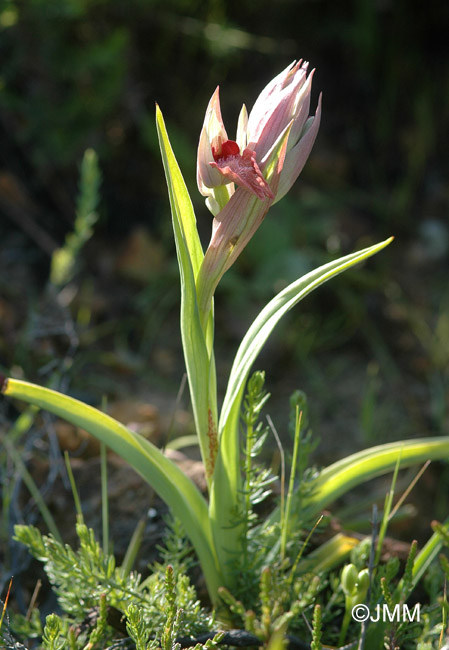 Serapias cordigera subsp. gentilii 