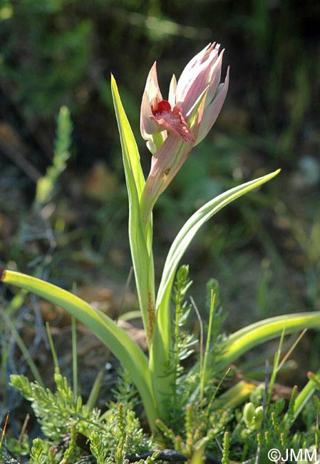 Serapias cordigera subsp. gentilii 