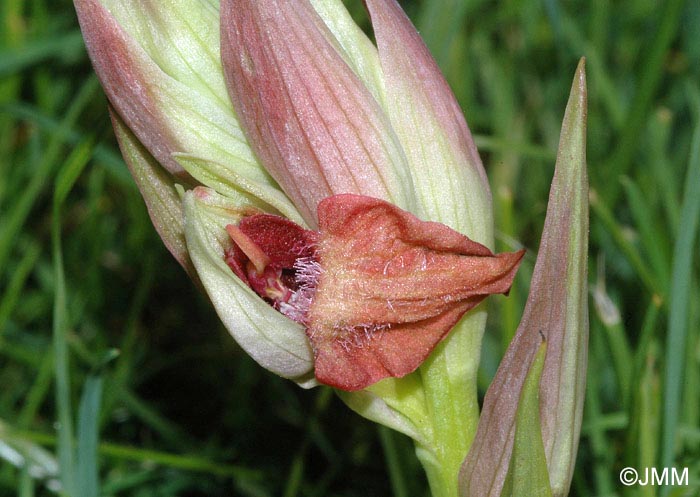 Serapias cordigera subsp. gentilii 