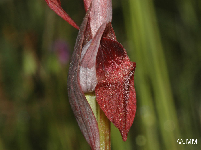 Serapias occidentalis