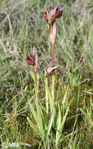 Serapias occidentalis