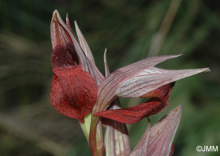 Serapias occidentalis