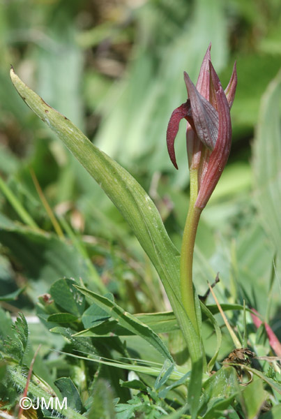 Serapias strictiflora 