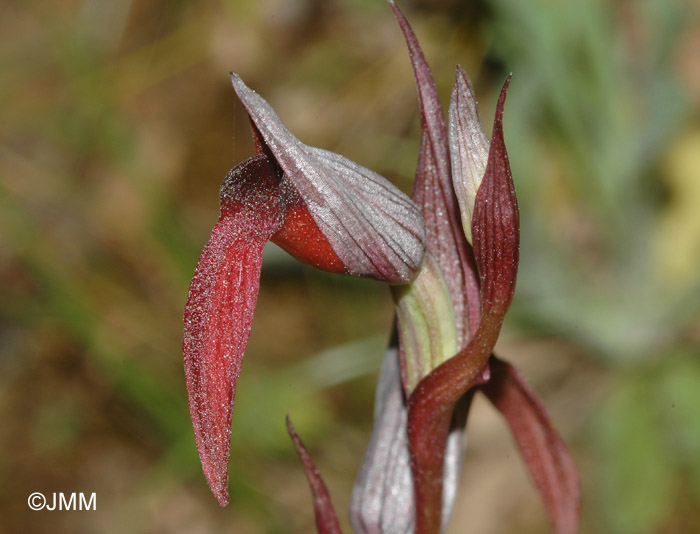 Serapias strictiflora 