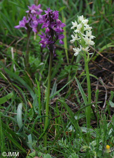 Dactylorhiza romana