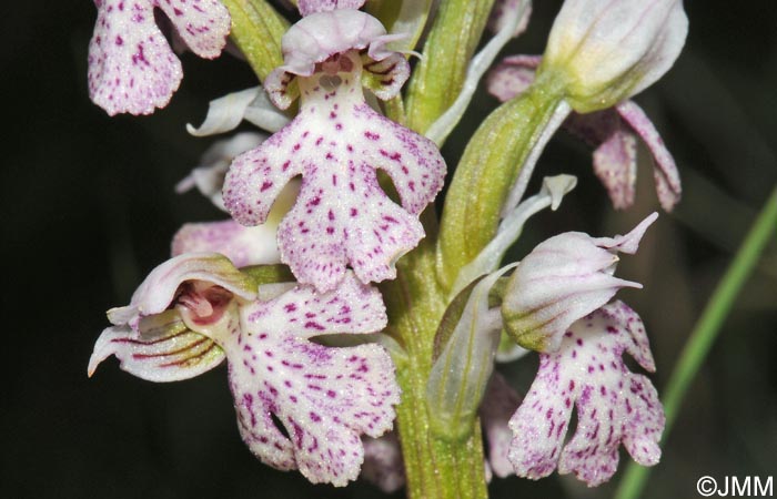 Orchis lactea = Neotinea lactea = Odontorchis lactea