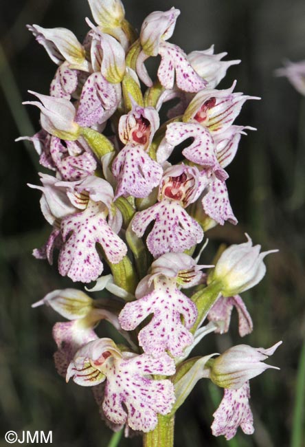 Orchis lactea = Neotinea lactea = Odontorchis lactea