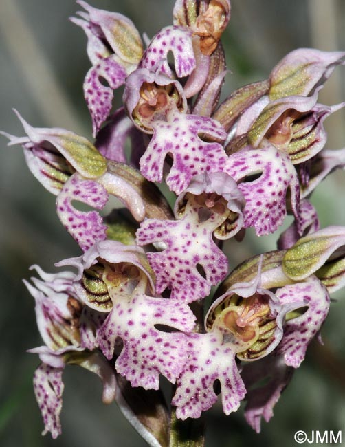 Orchis lactea = Neotinea lactea = Odontorchis lactea