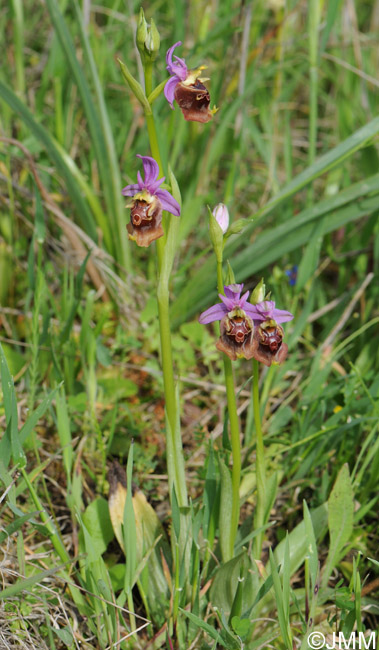 Ophrys apulica