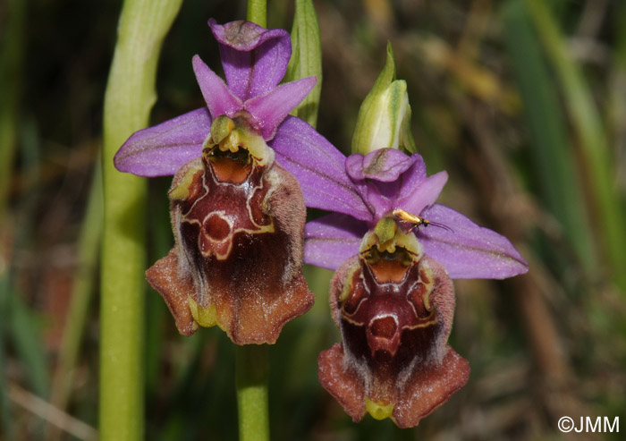 Ophrys apulica