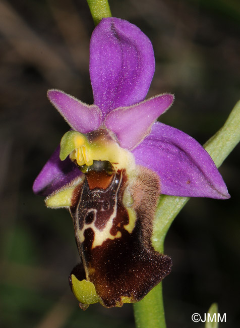 Ophrys apulica