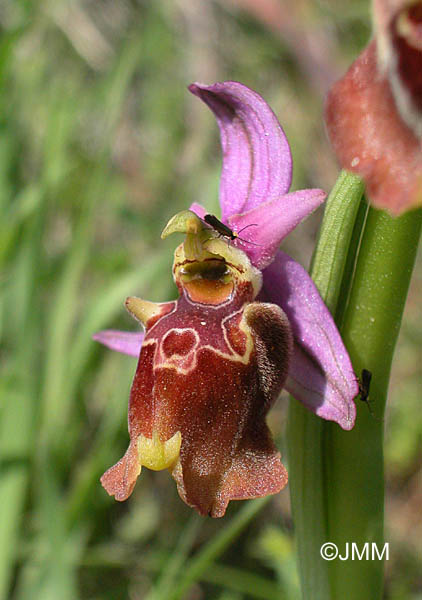 Ophrys apulica