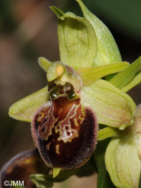 Ophrys archipelagi 