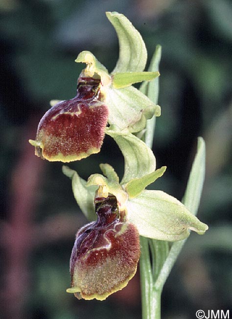 Ophrys archipelagi