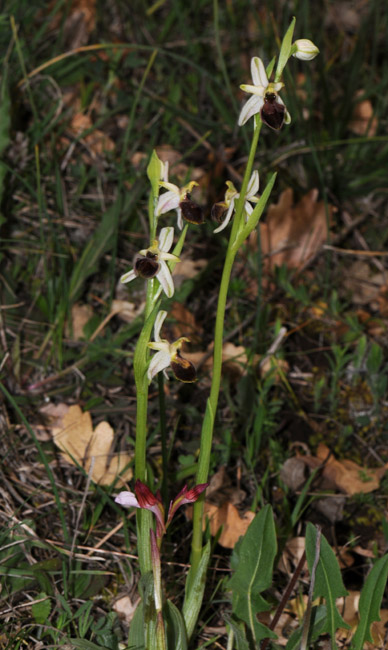 Ophrys archipelagi 