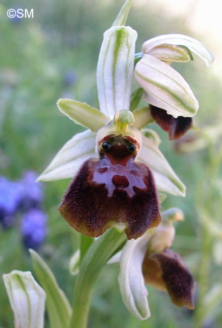 Ophrys archipelagi