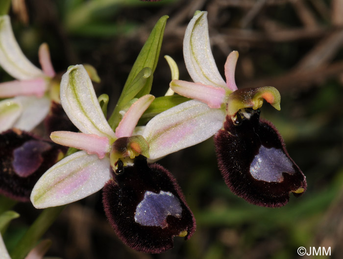 Ophrys bertoloniformis