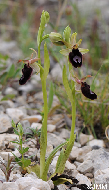 Ophrys bertoloniformis