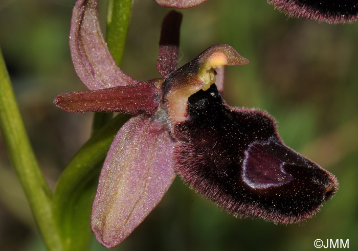 Ophrys bertoloniformis