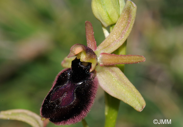 Ophrys bertoloniformis