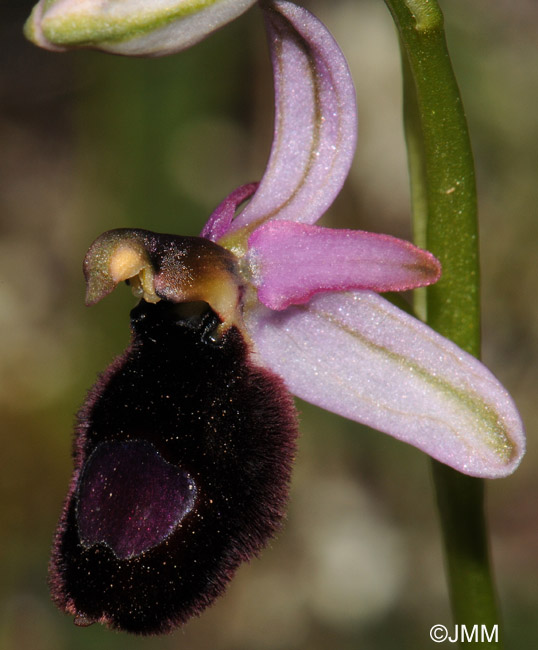 Ophrys bertoloniformis