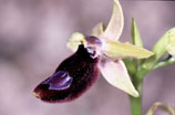 Ophrys bertoloniformis