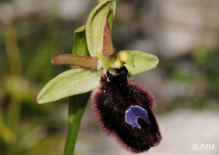Ophrys bertoloniformis
