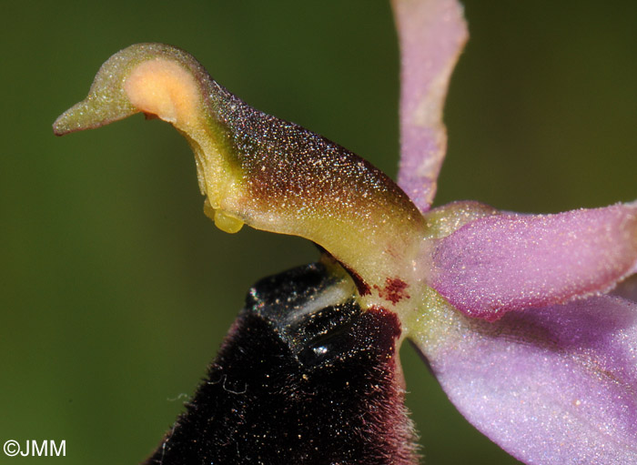 Ophrys bertolonii 