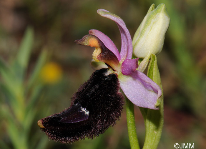 Ophrys bertolonii 