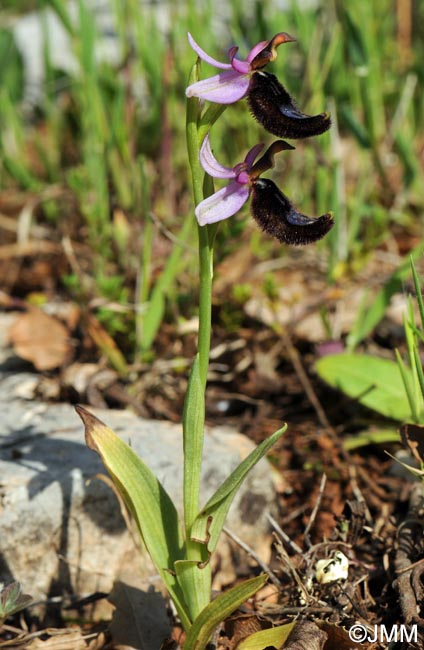 Ophrys bertolonii