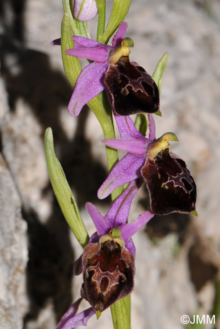 Ophrys biscutella