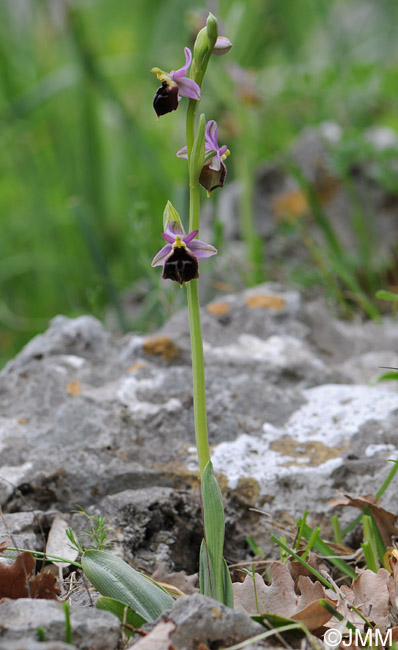 Ophrys biscutella