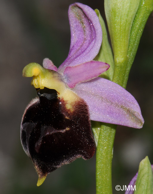 Ophrys biscutella