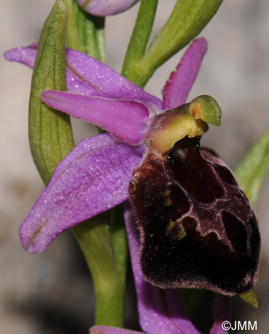 Ophrys biscutella