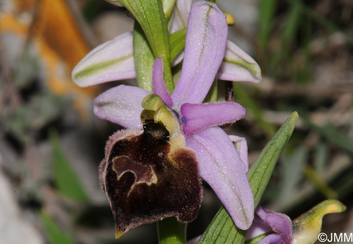 Ophrys biscutella