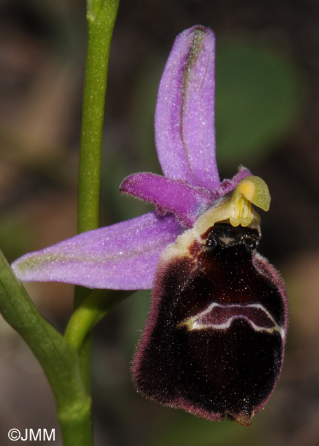 Ophrys biscutella