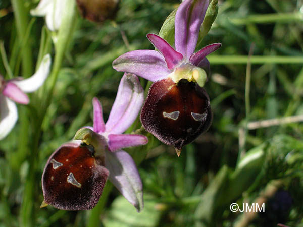 Ophrys biscutella