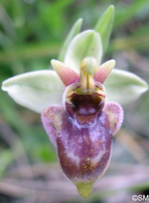 Ophrys bombyliflora x Ophrys candica = Ophrys x medaglii