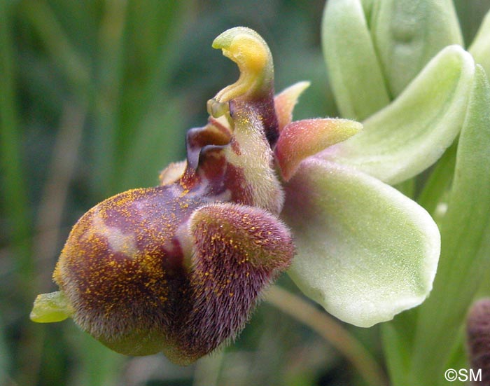 Ophrys bombyliflora x Ophrys candica = Ophrys x medaglii