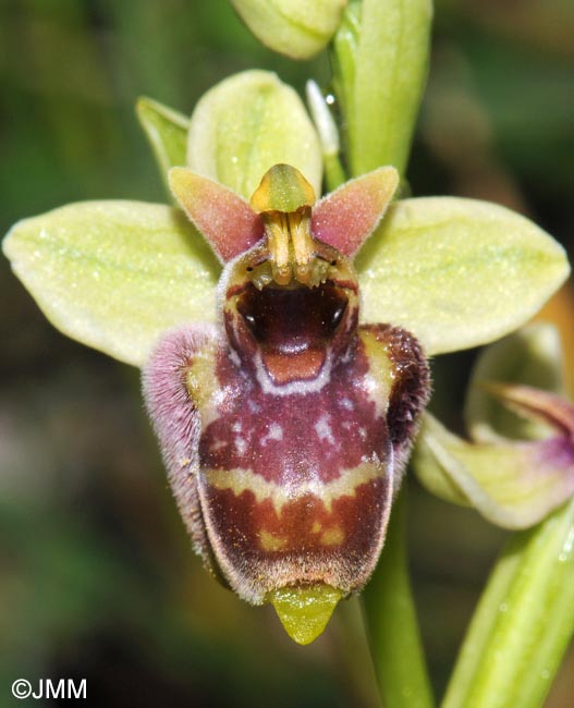 Ophrys bombyliflora x Ophrys candica = Ophrys x medaglii