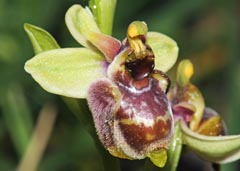 Ophrys bombyliflora x Ophrys candica