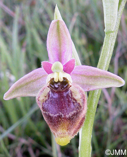 Ophrys candica 