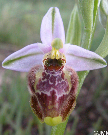 Ophrys candica 