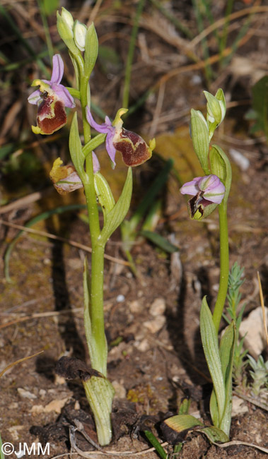 Ophrys candica 