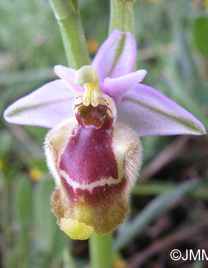 Ophrys candica 